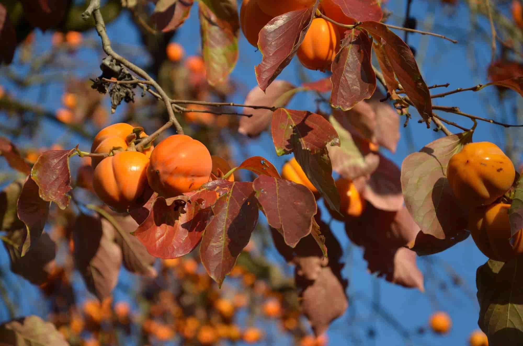 Os frutos adstringentes