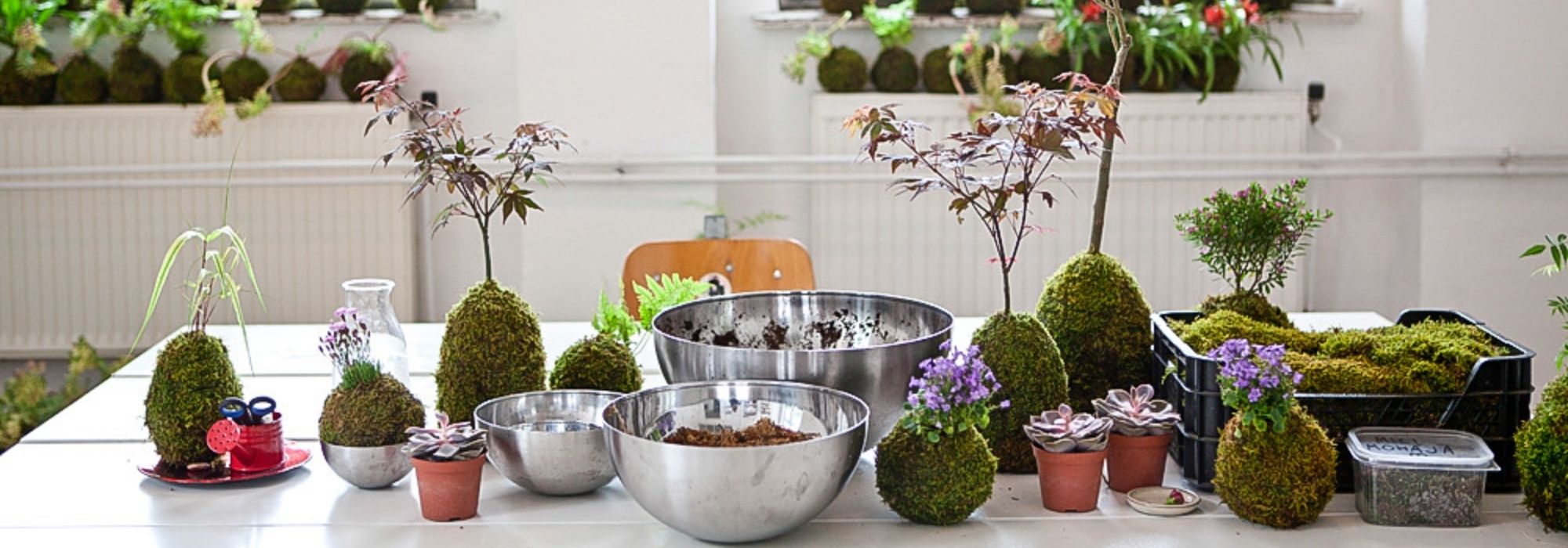 Como fazer um kokedama?