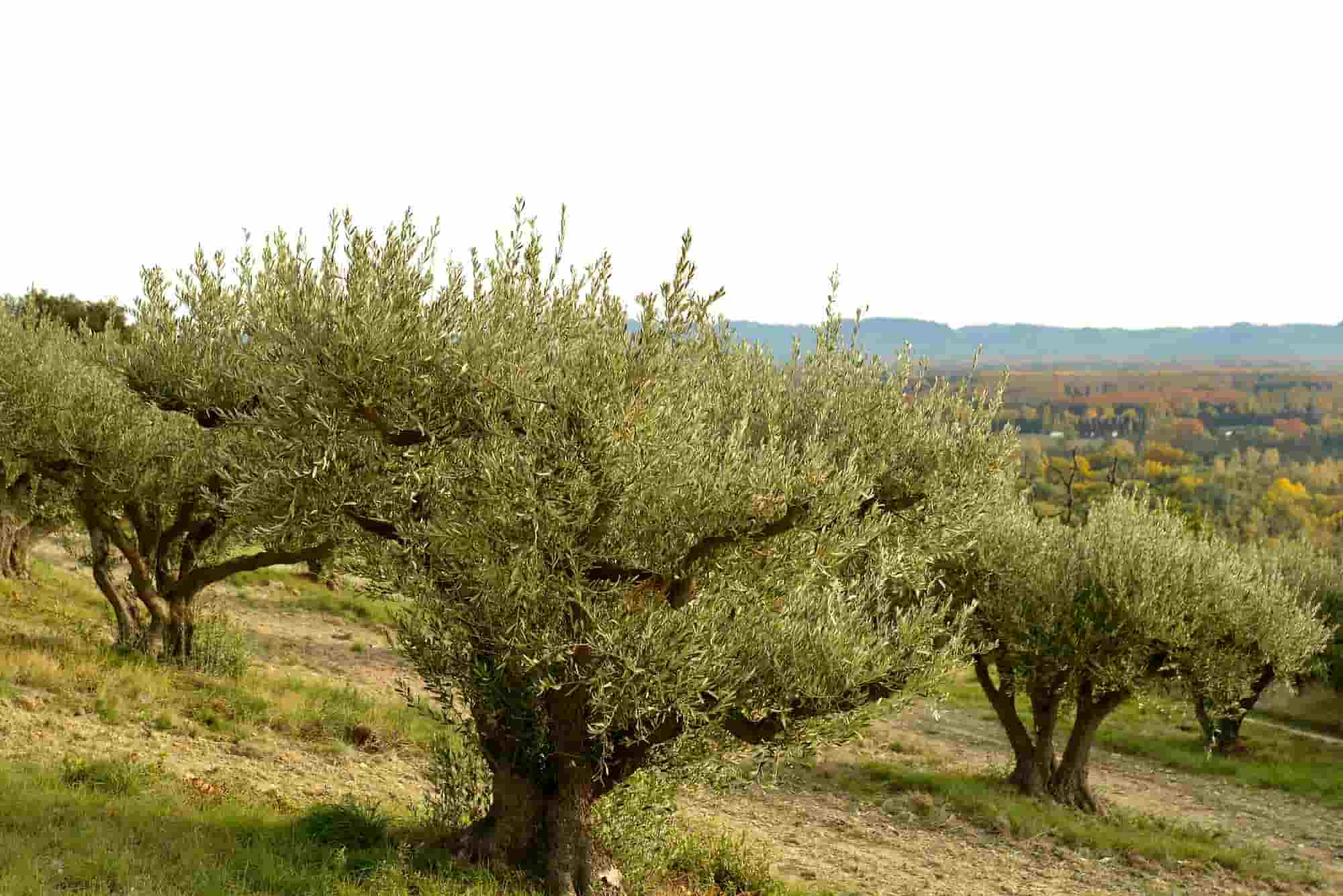 13 fruteiras mediterrânicas com cheiro a sul