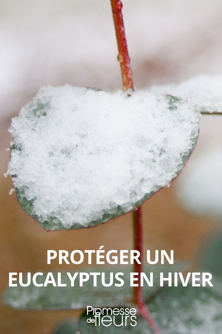 proteger um eucalipto no inverno