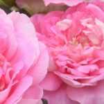 As roseiras da 7.ª arte