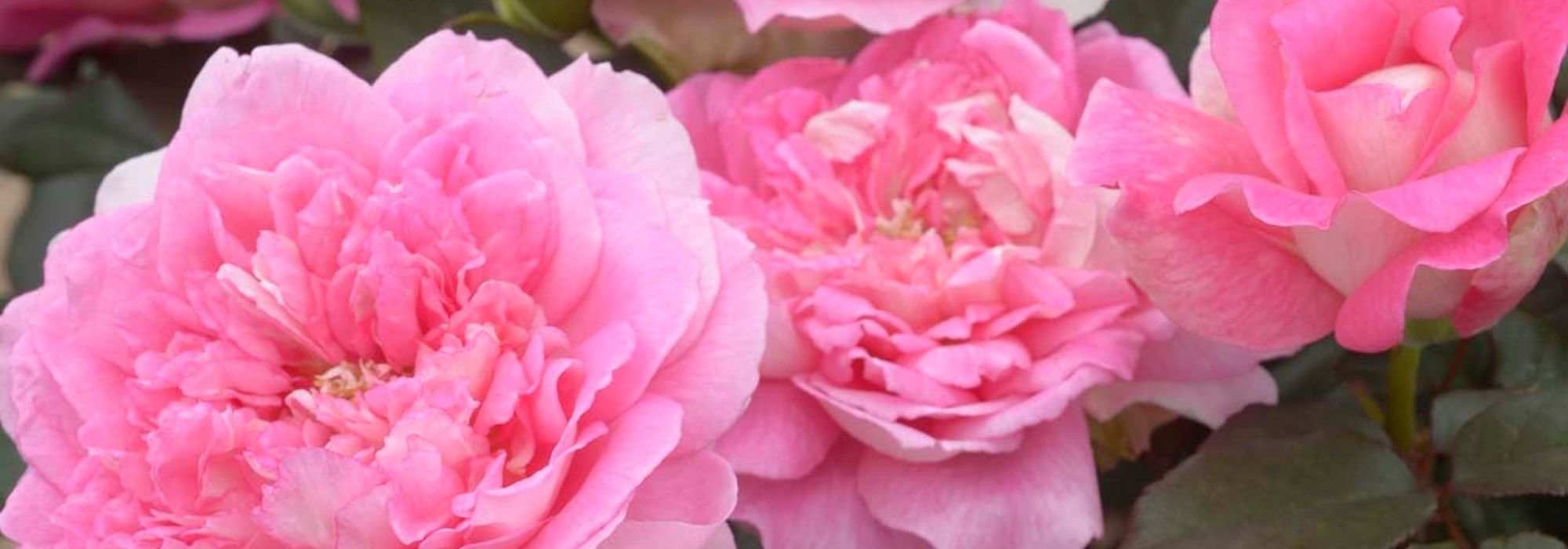 As roseiras da 7.ª arte
