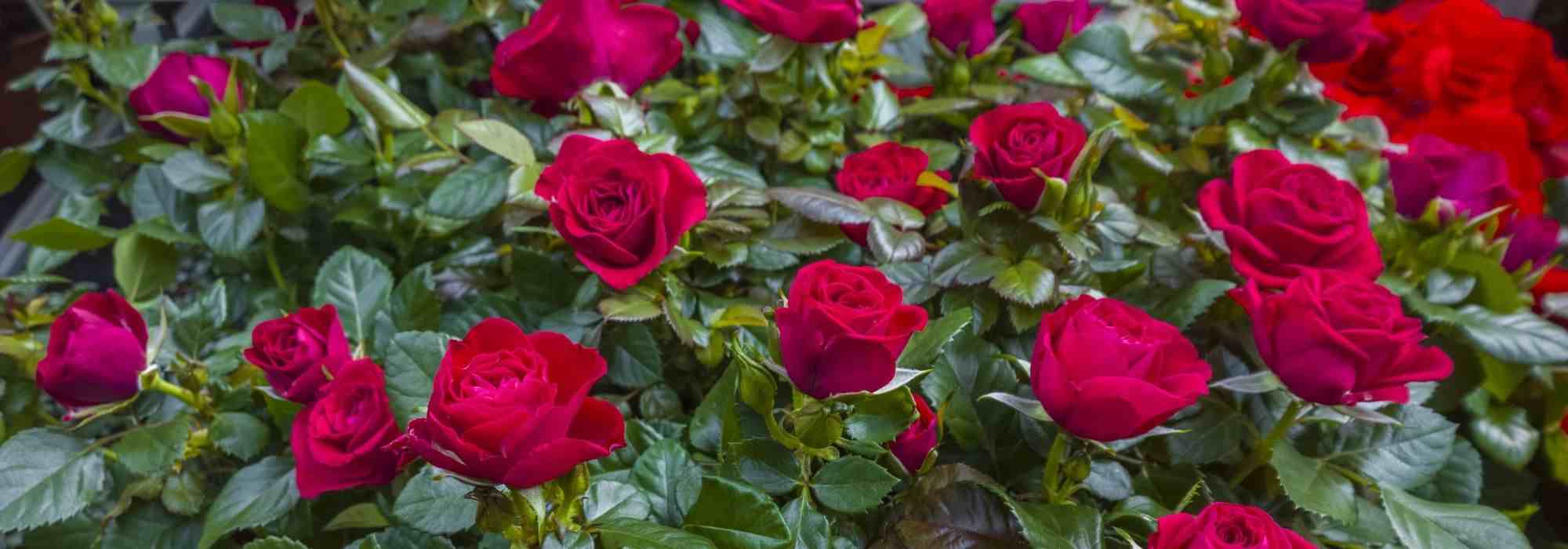 Como cultivar uma roseira em vaso?