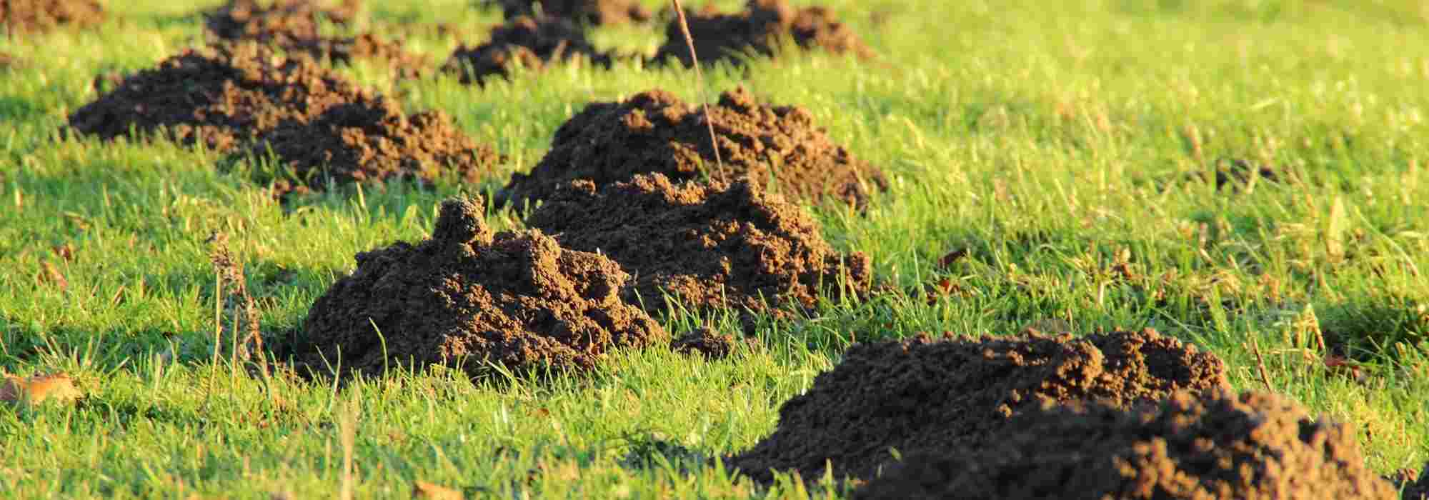 4 plantas repelentes para afastar as toupeiras
