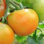 8 tomates de meia estação