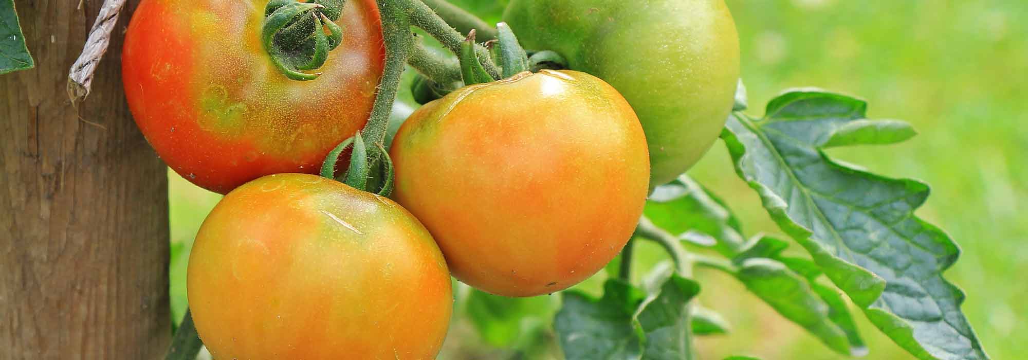 8 tomates de meia estação