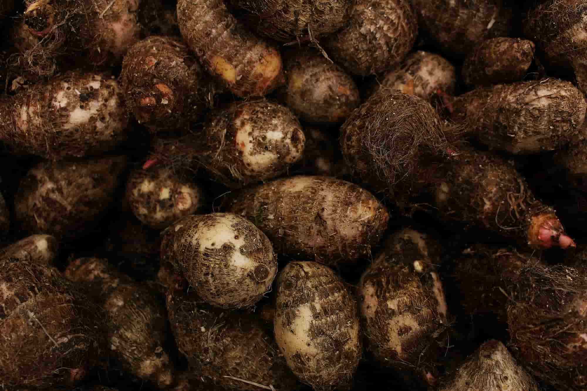 10 legumes insolitos e curiosos