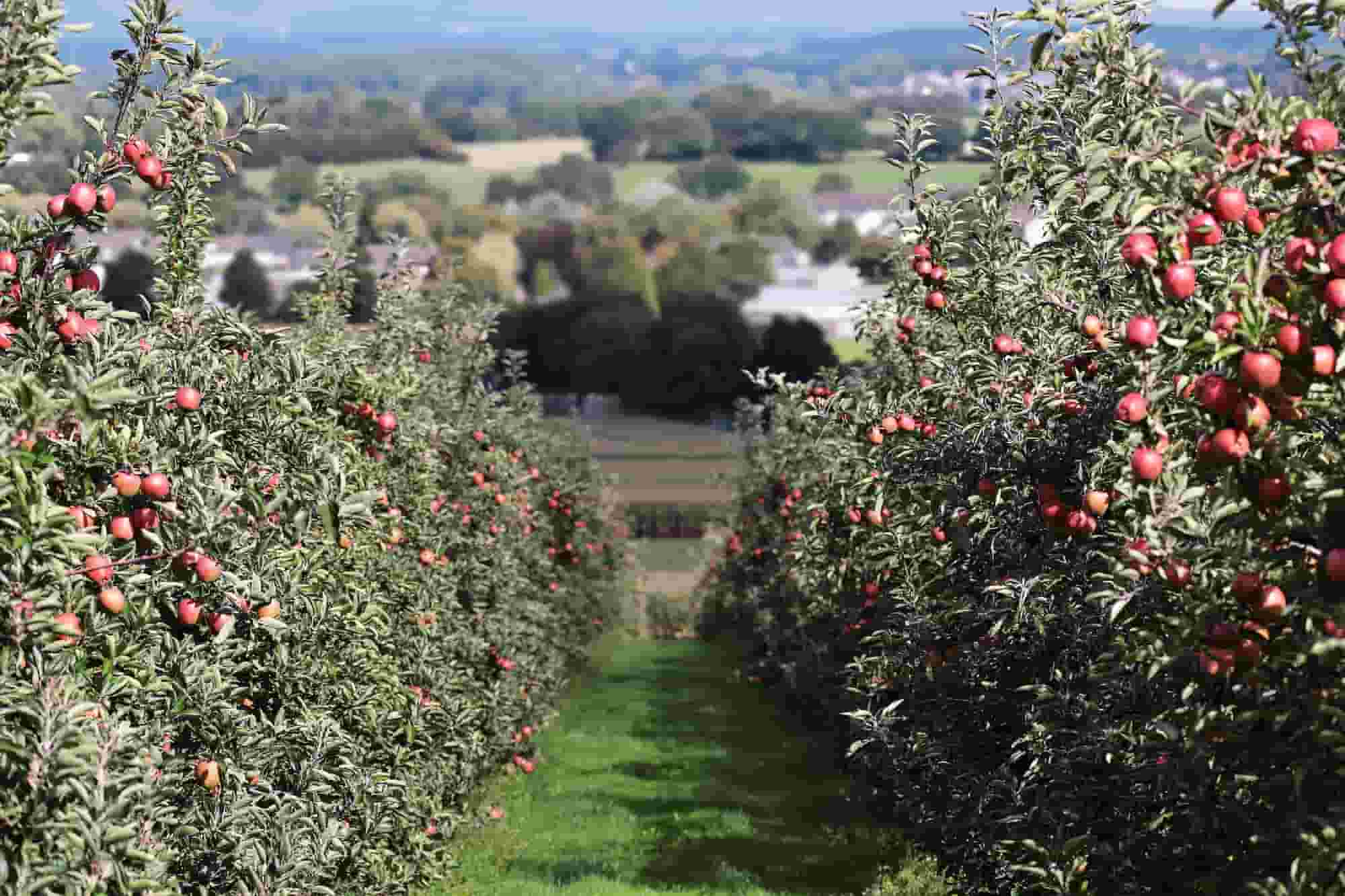 Árvores de fruto para principiantes