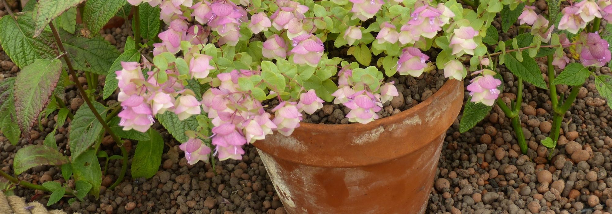 7 plantas perenes para cultivar em vaso numa varanda a Sul