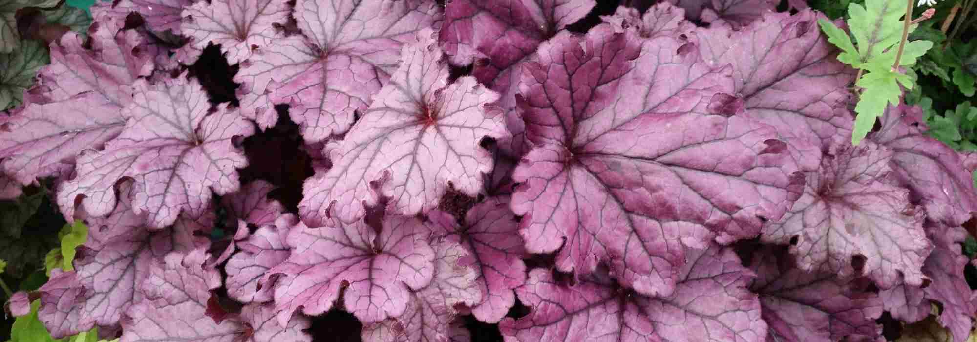 7 magníficas plantas perenes de folhagem púrpura