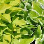 10 magníficas plantas perenes com folhagem dourada ou amarela