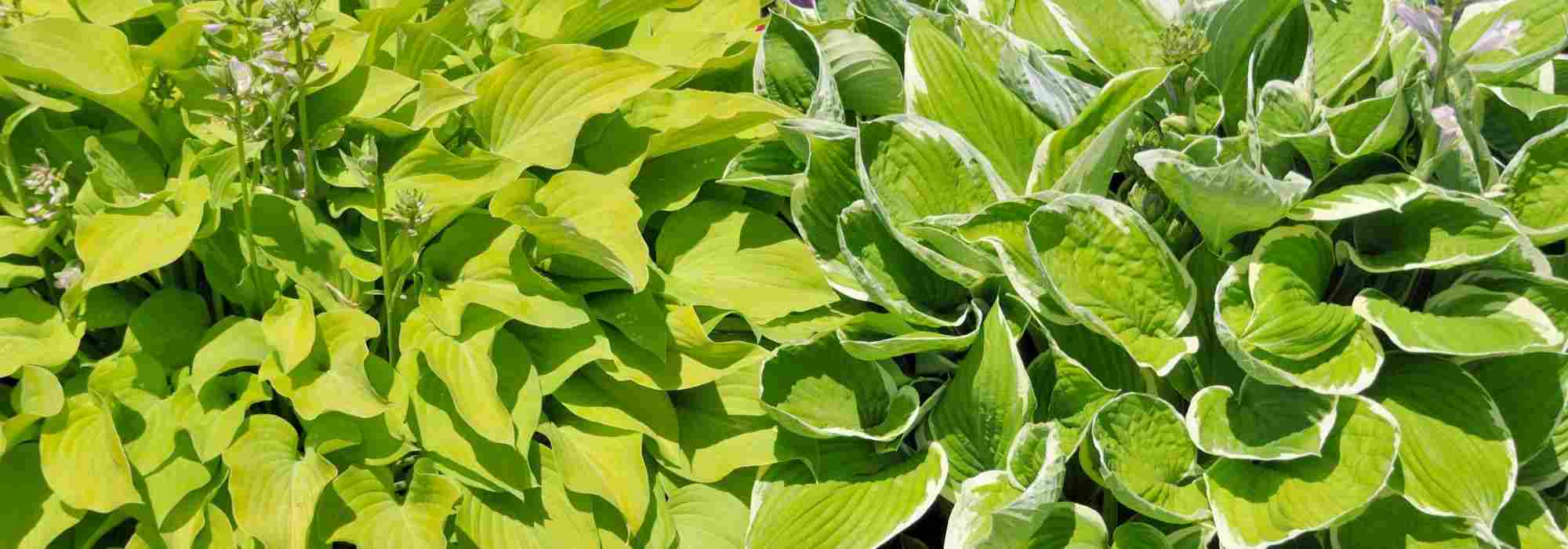 10 magníficas plantas perenes com folhagem dourada ou amarela