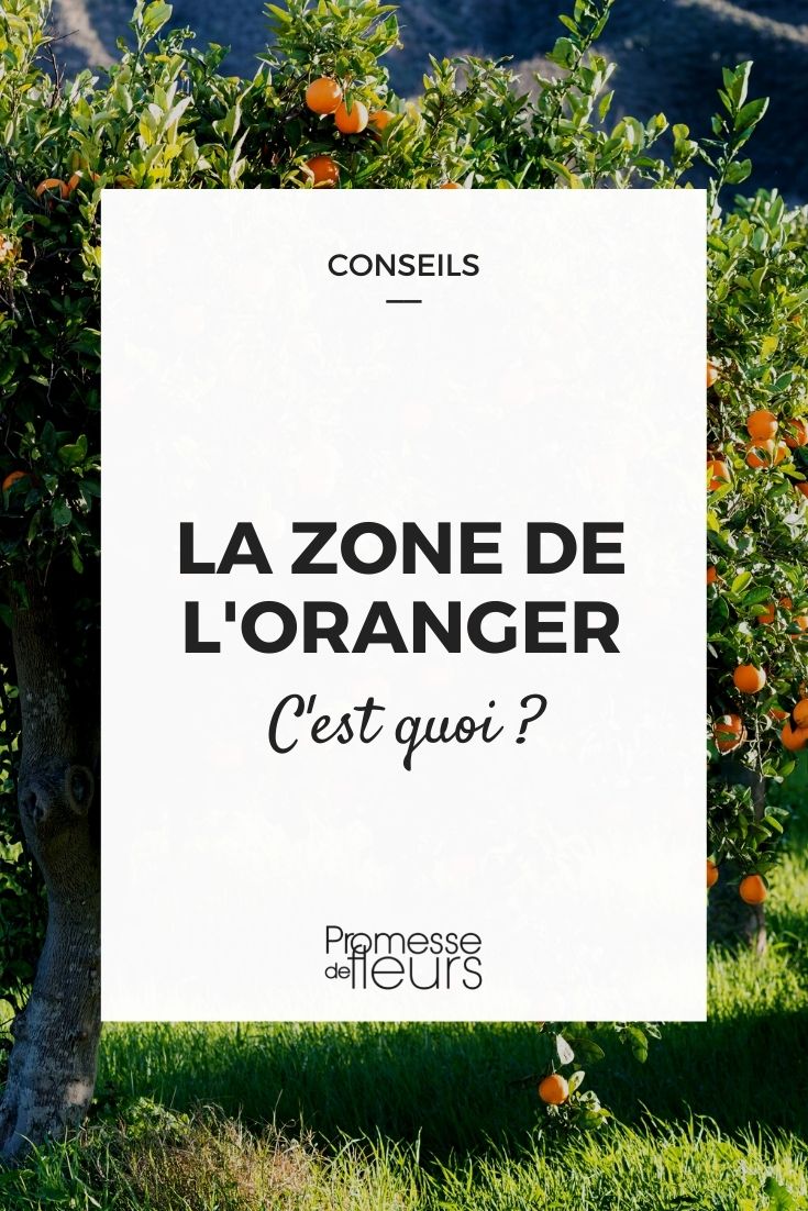 zona laranjeira