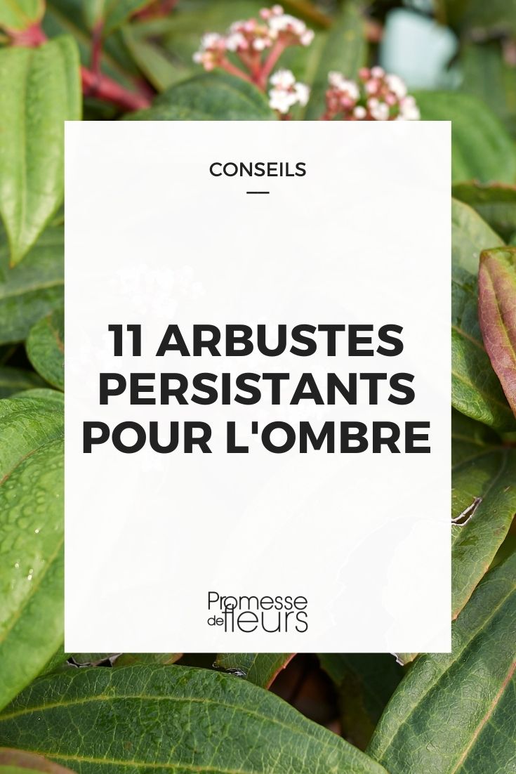 arbustos persistentes para a sombra