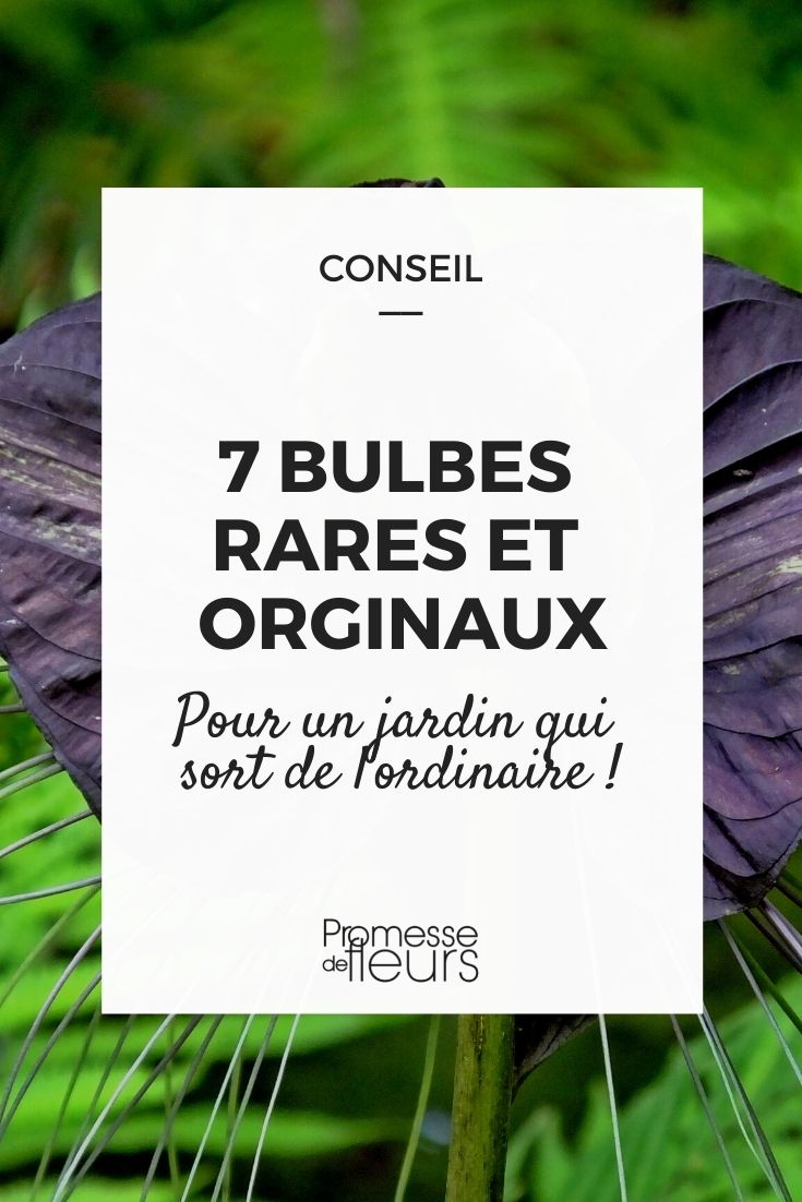 7 bolbos raros e originais