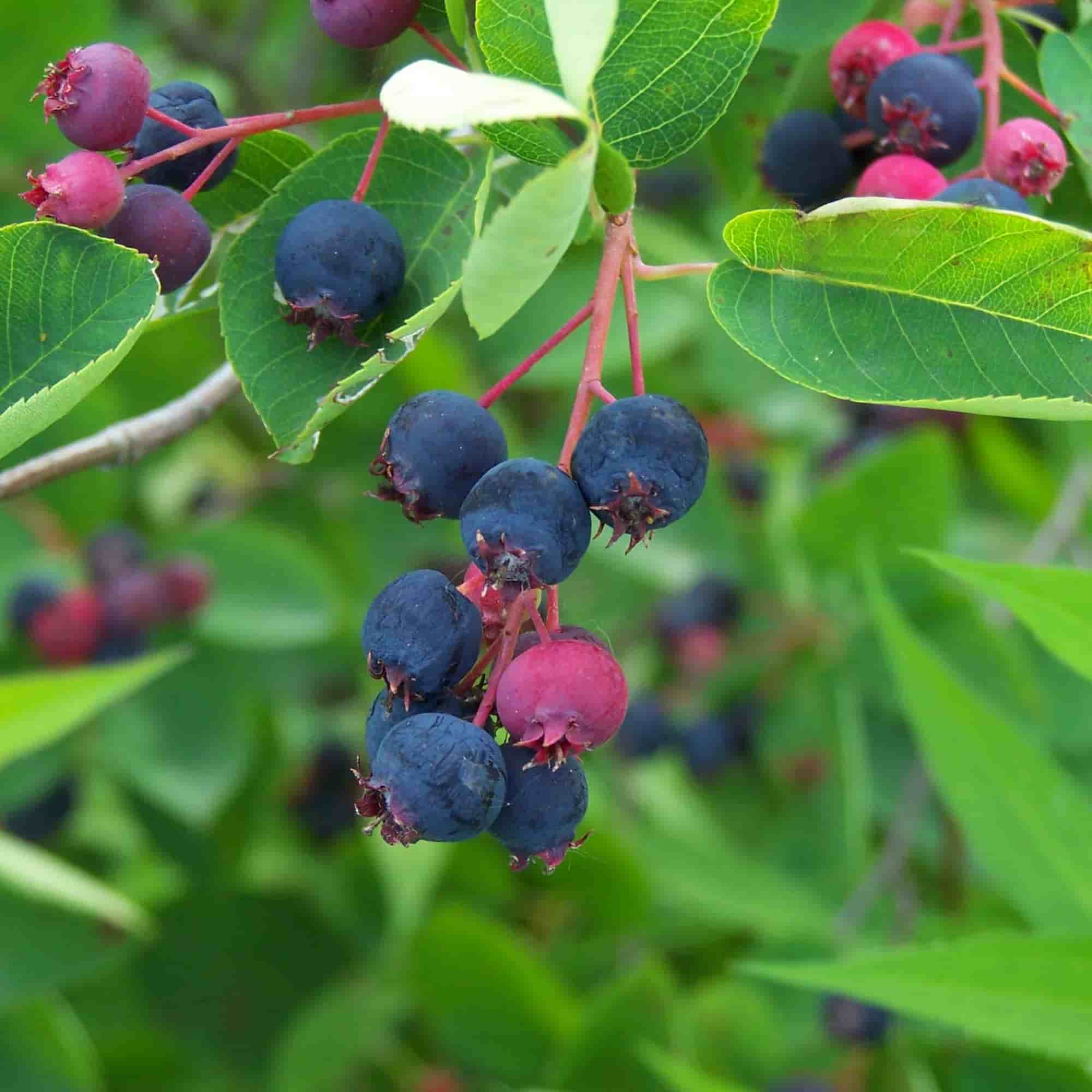 Como colher e conservar os frutos do amelenquer?