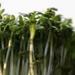 O agrião: sementeira, cultivo, colheita