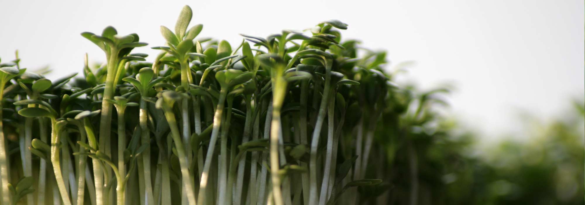 O agrião: sementeira, cultivo, colheita