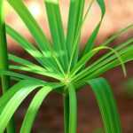 Cultivar um papiro em vaso