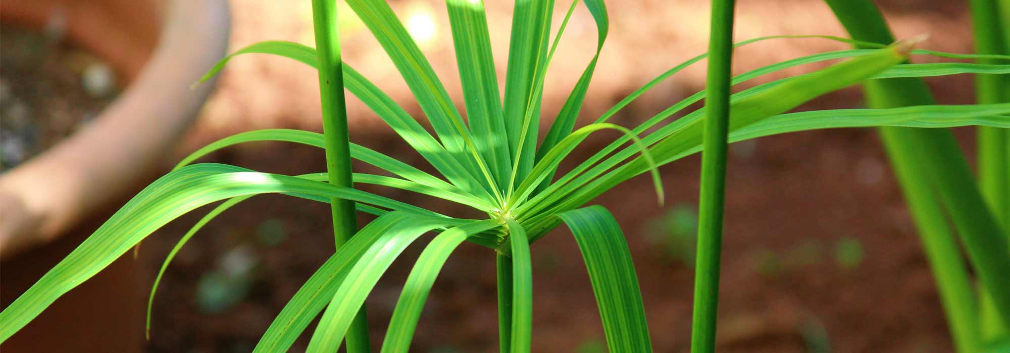 Cultivar um papiro em vaso