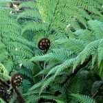 Dicksonia: plantação, cultura e manutenção