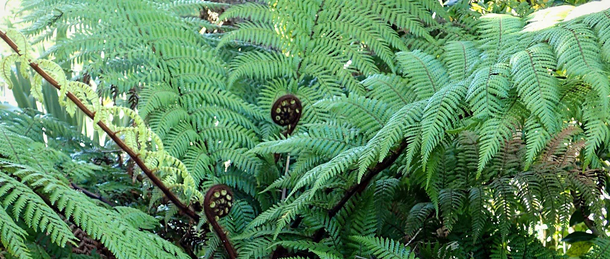 Dicksonia: plantação, cultura e manutenção