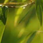 Bambu de sebe, bambu: plantar, cuidar