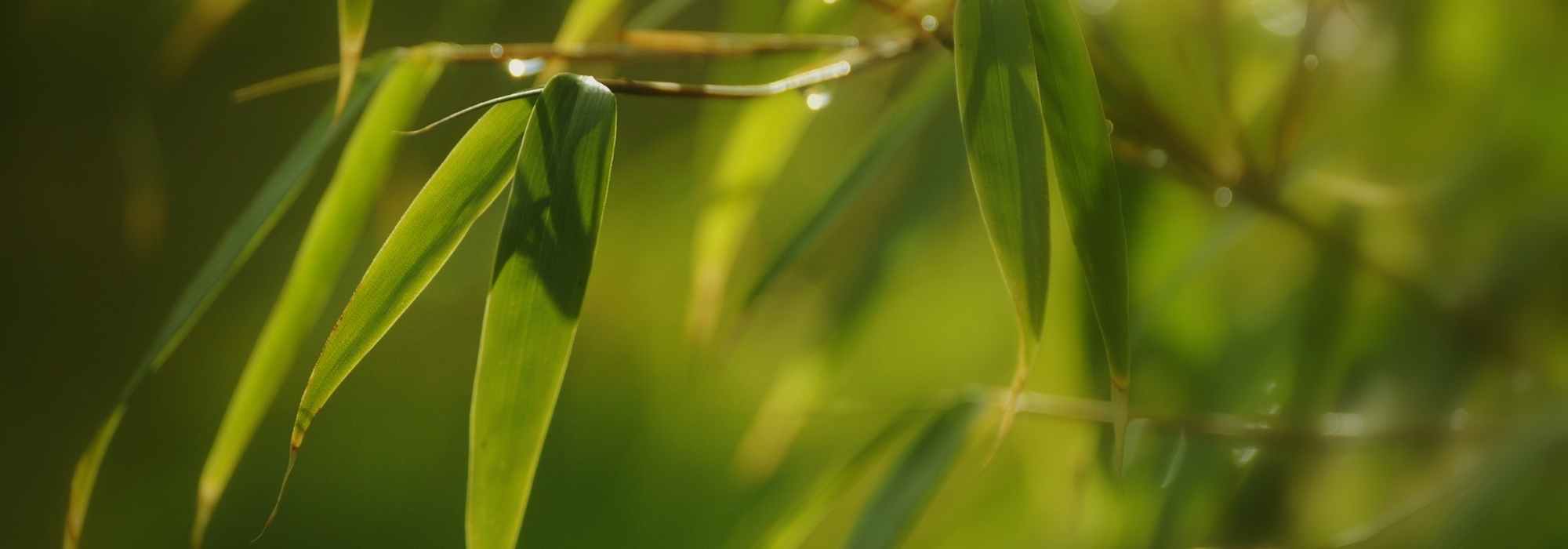 Bambu de sebe, bambu: plantar, cuidar