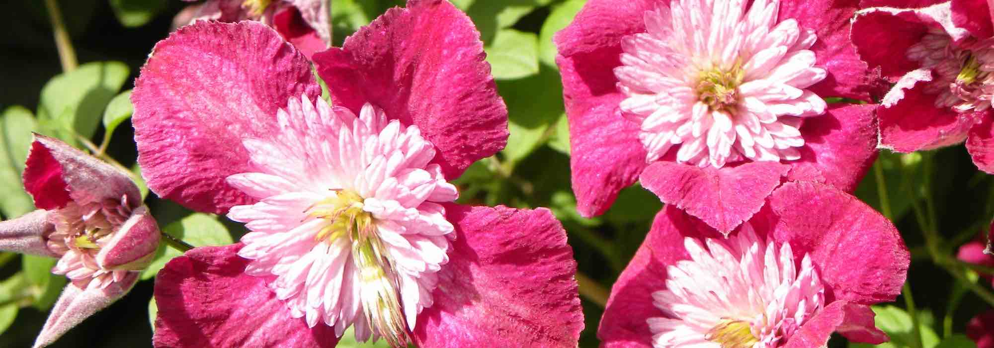 7 clematites perfeitas em vaso
