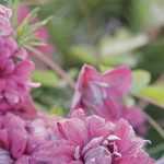 7 clematites de grandes flores cor-de-rosa para plantar no jardim!