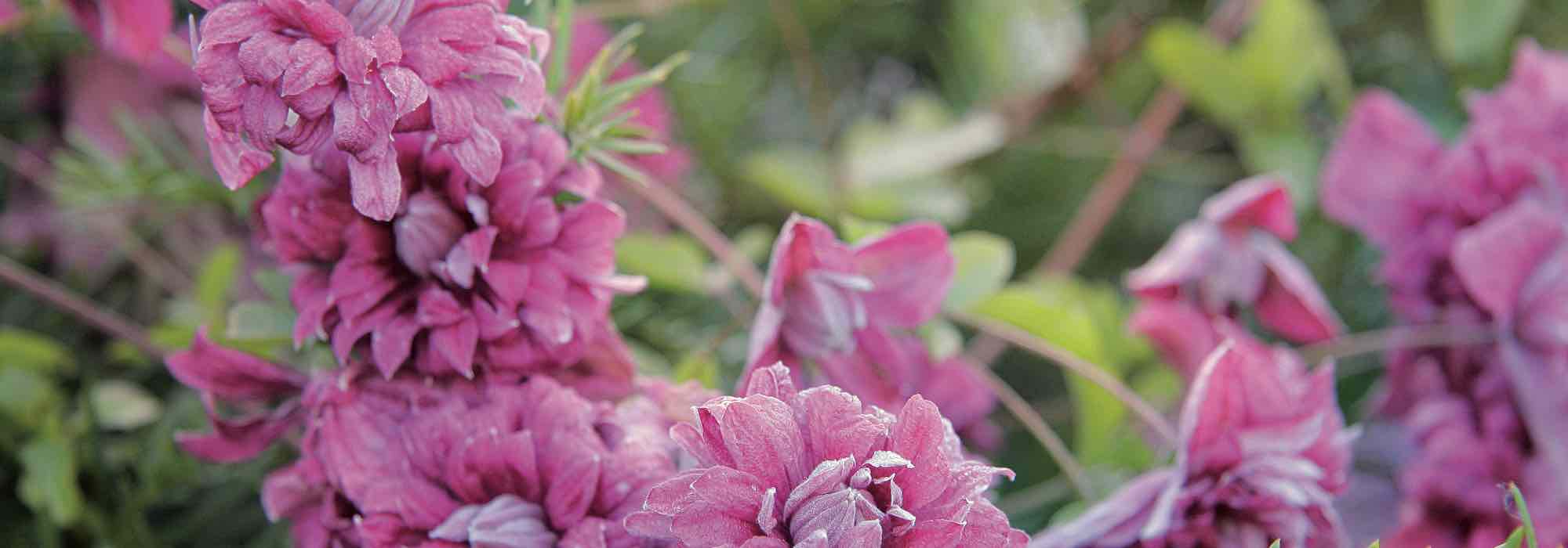 7 clematites de grandes flores cor-de-rosa para plantar no jardim!