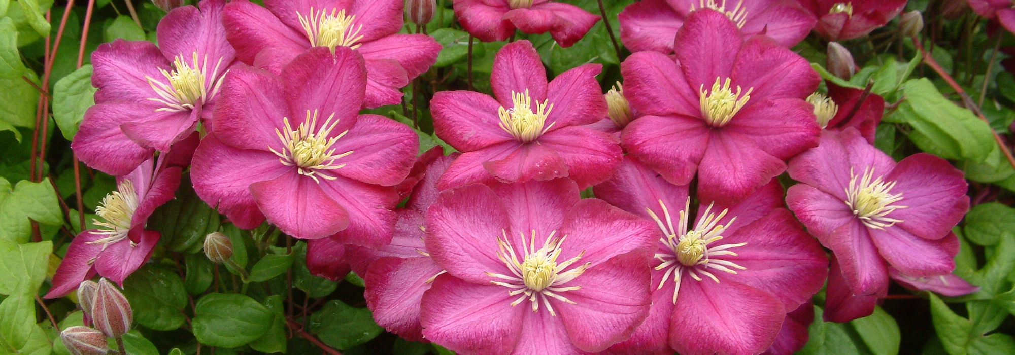 7 clematites de grandes flores púrpuras ou vermelhas para ter no jardim