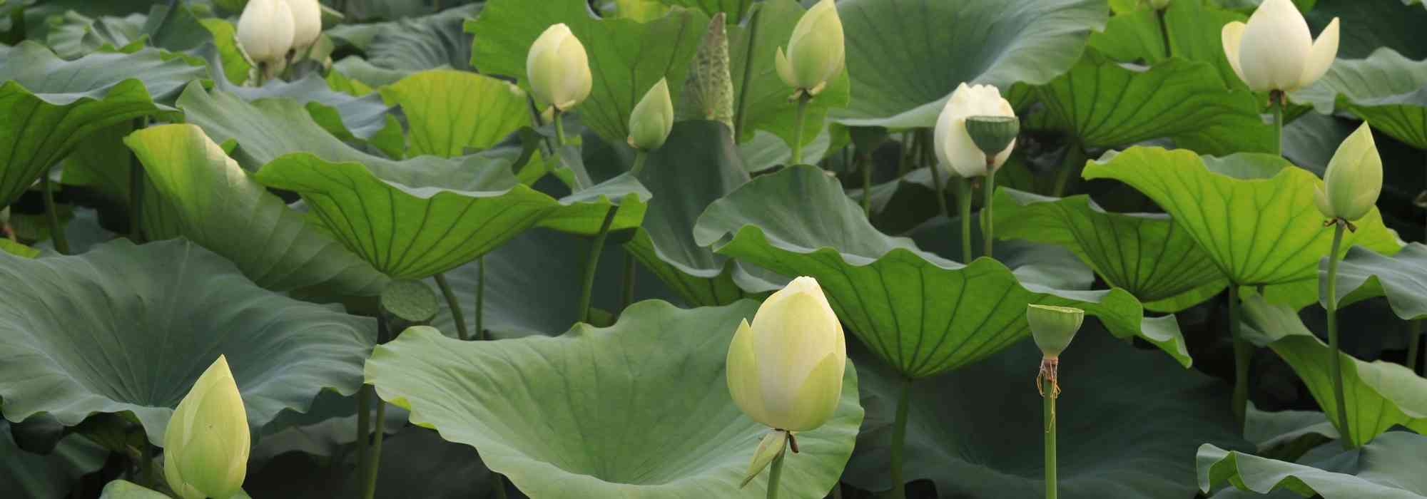 A invernagem das plantas de tanque