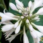 Os hostas perfumados