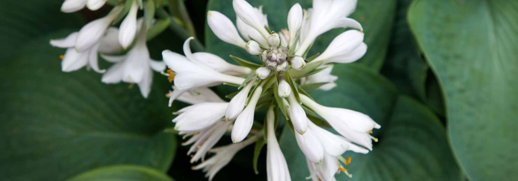 Os hostas perfumados