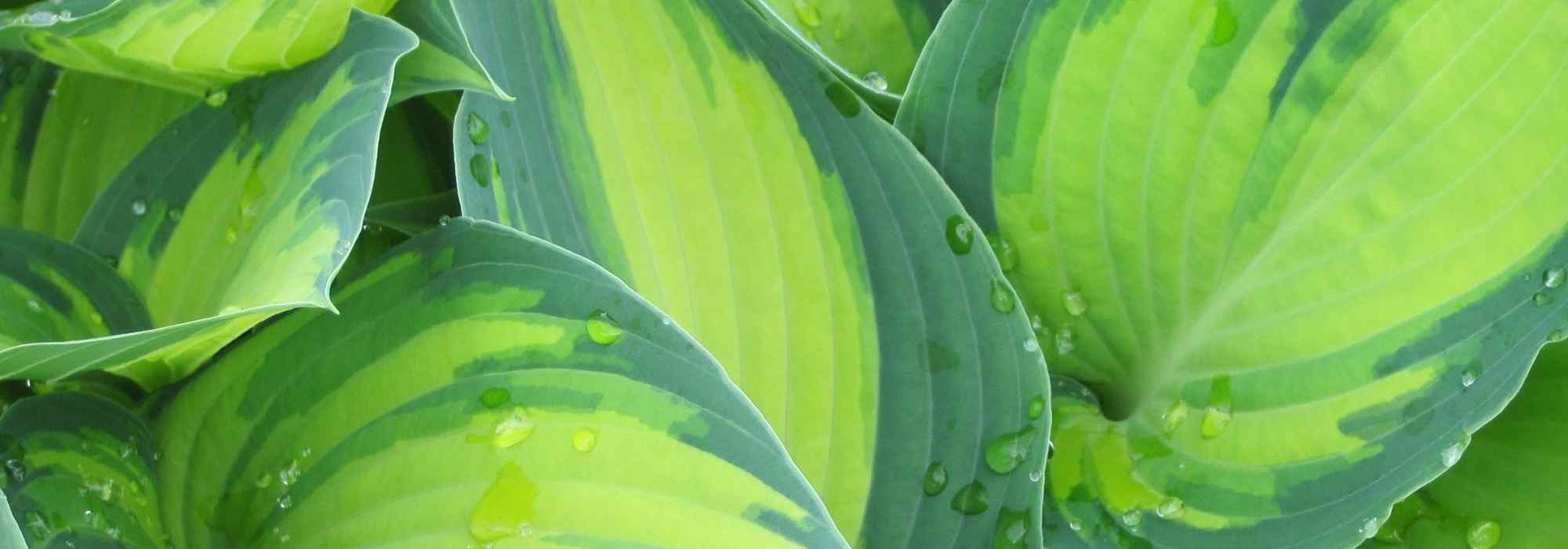 As hostas mais belas de folhagem variegada