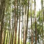 Phyllostachys : plantar, cultivar