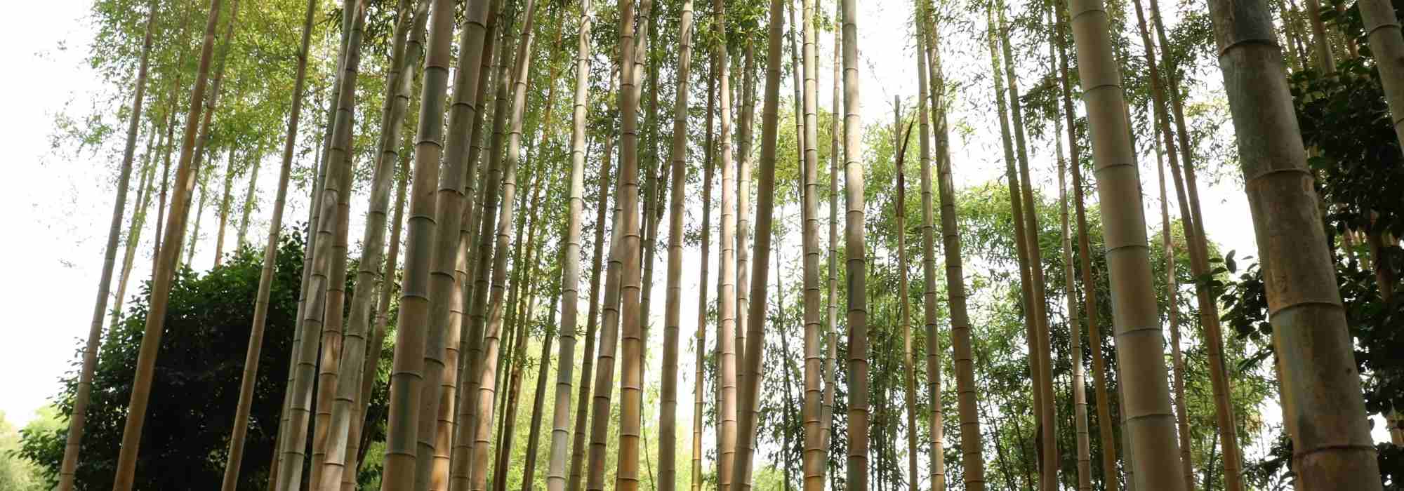 Phyllostachys : plantar, cultivar