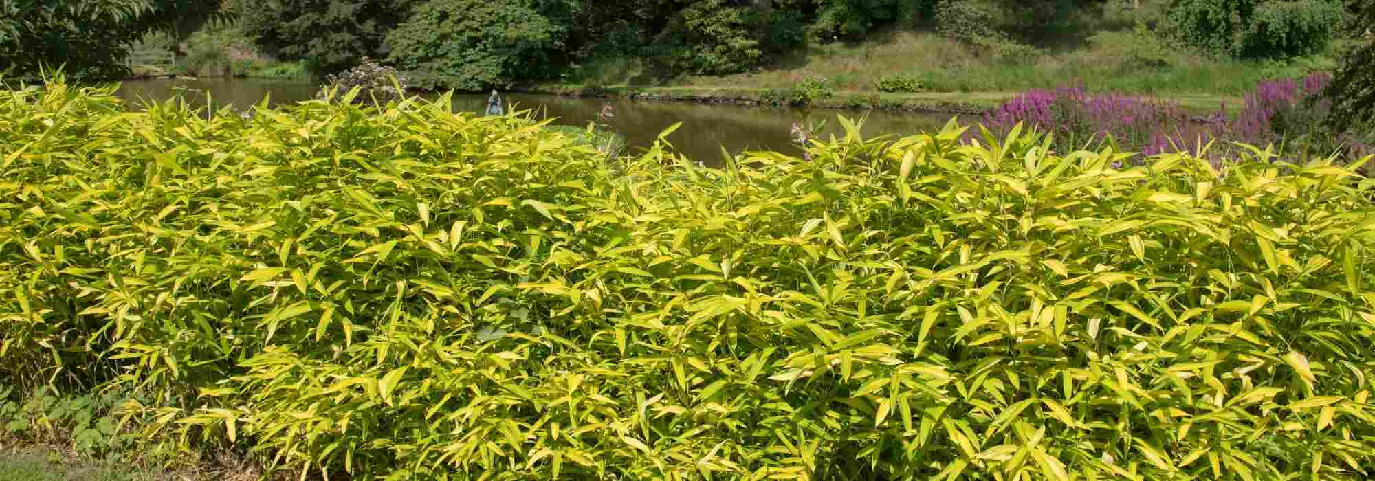 Pleioblastus, bambu de sebe anão: plantação, cultivo