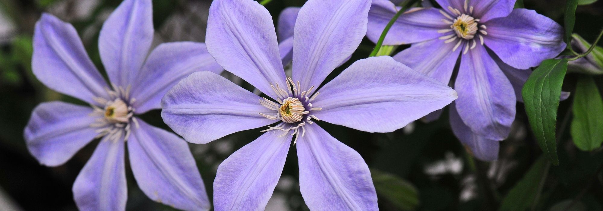 7 clematites de grandes flores azul-violeta para plantar no jardim!