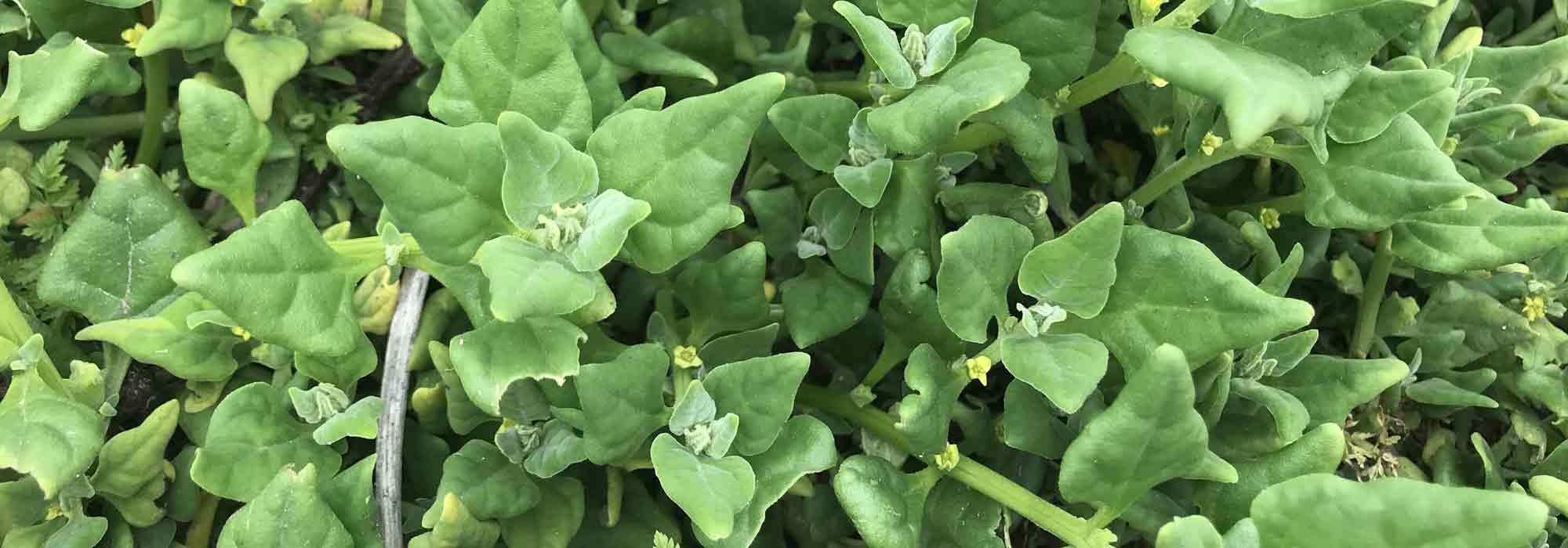 O espinafre-da-Nova-Zelândia: sementeira, cultivo, colheita