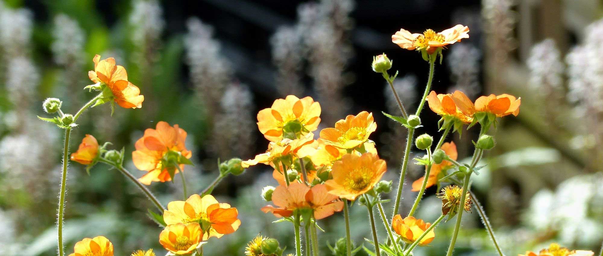 10 plantas perenes com floração no início do verão