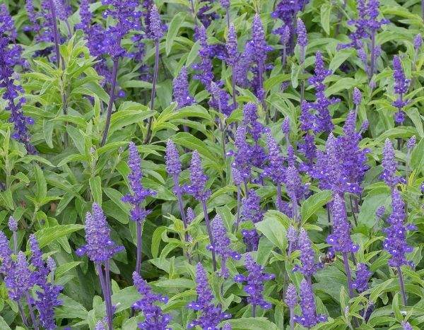 Como semear a agastache?