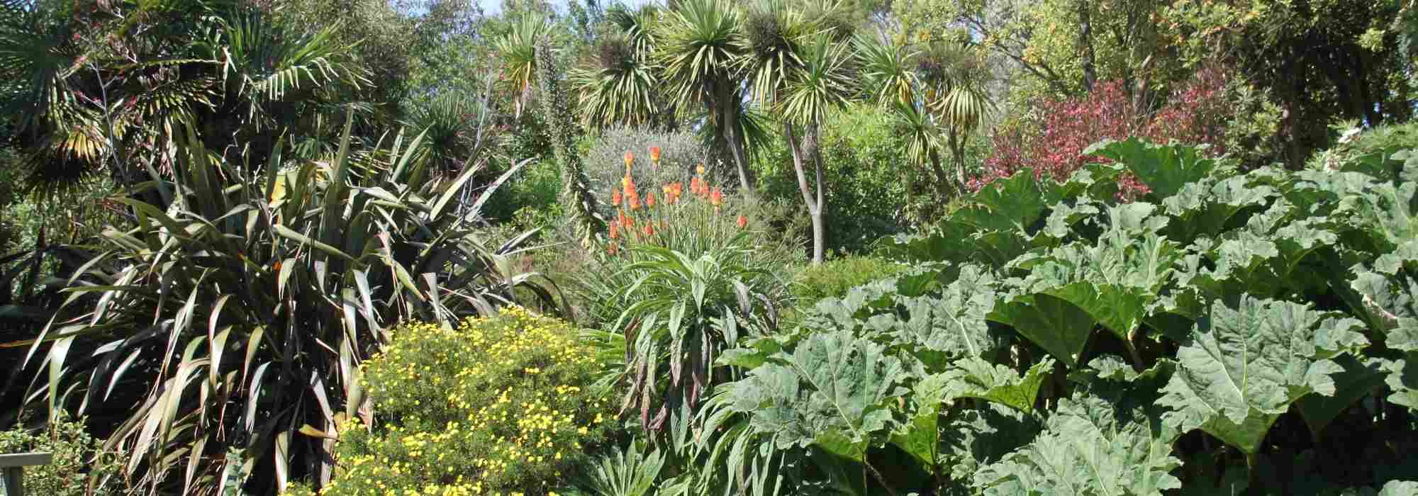 Jardim exótico: todos os nossos conselhos para o criar