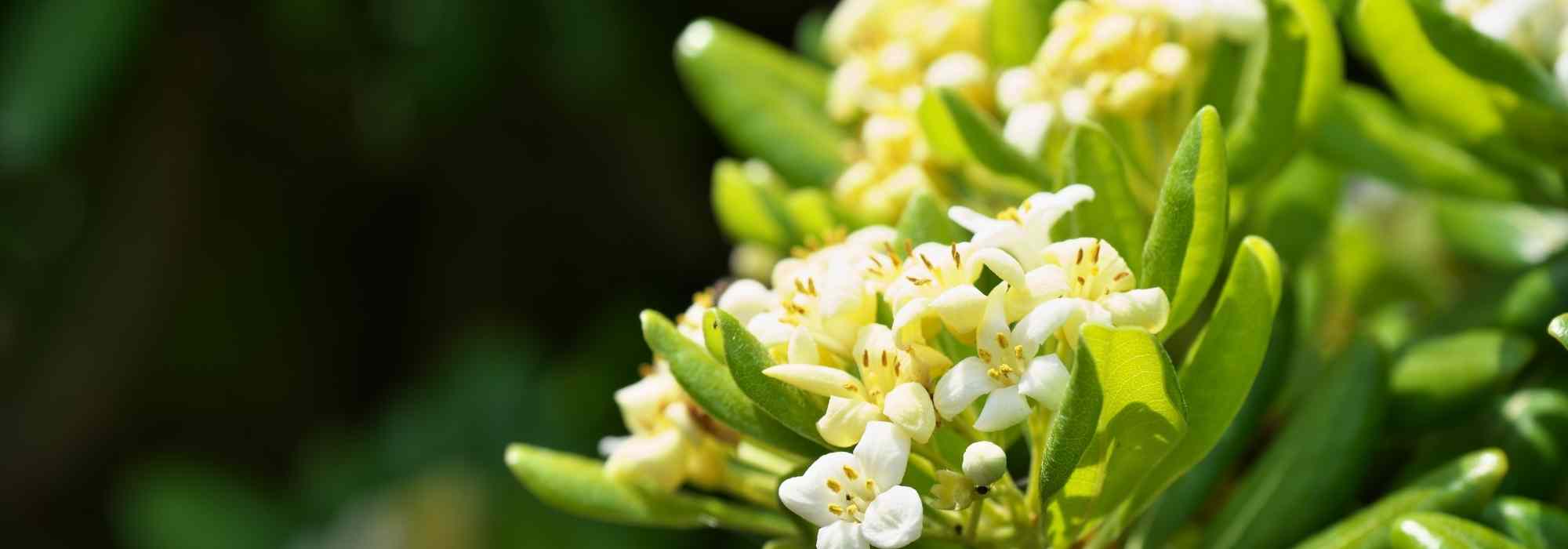 12 arbustos persistentes para plantar em pleno sol