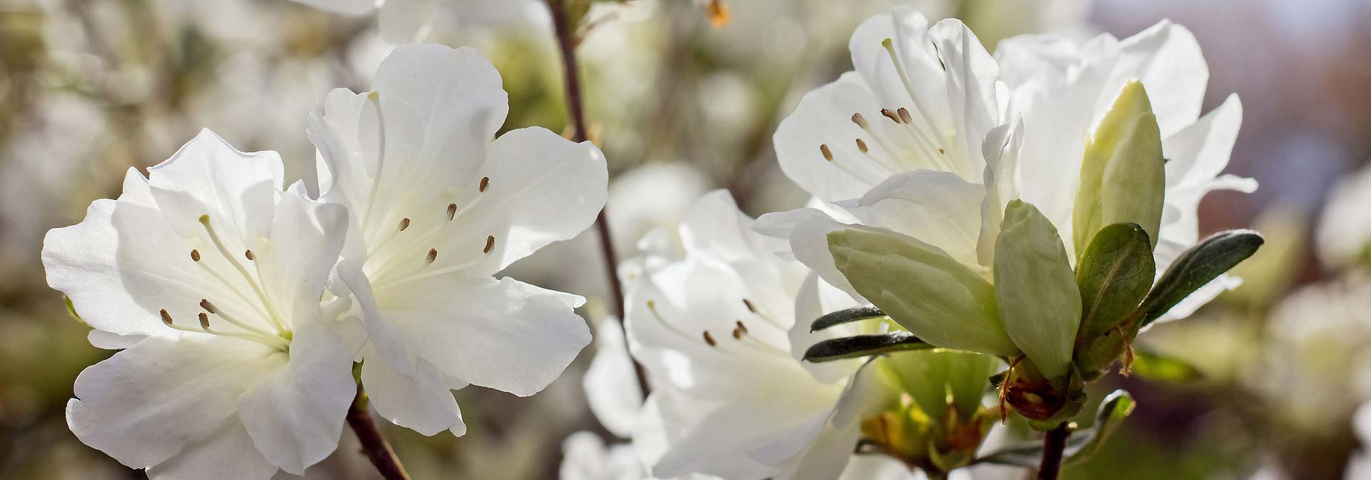 10 azáleas brancas para iluminar o jardim