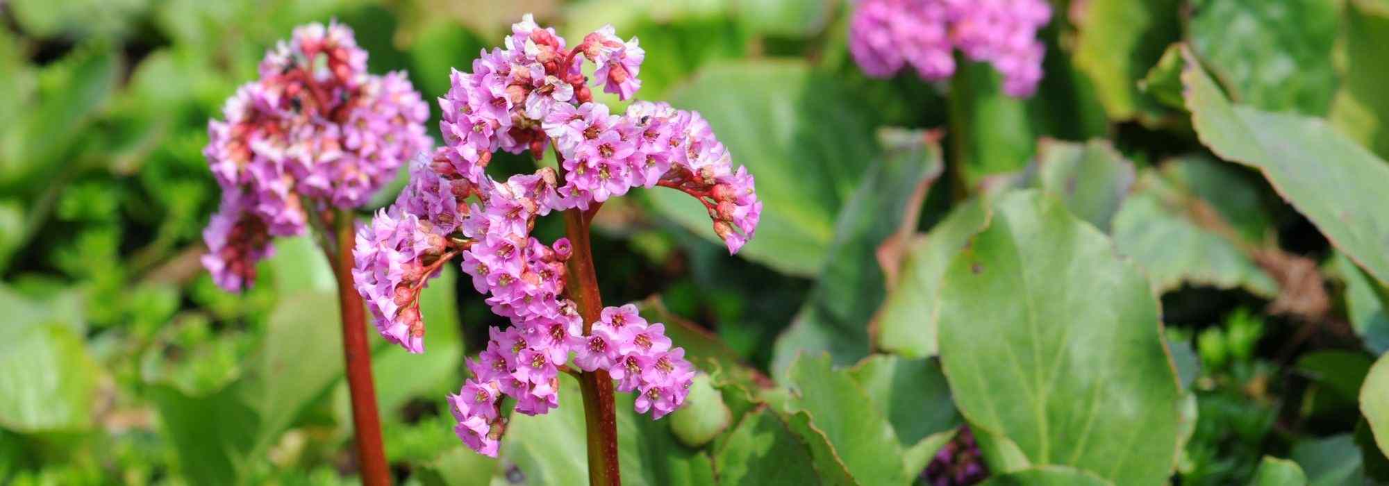 5 plantas tapete para solo argiloso