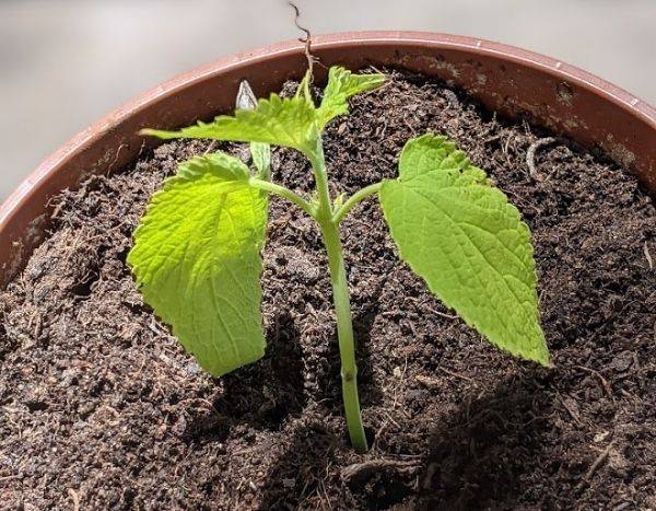 Como fazer estacas de agastache?