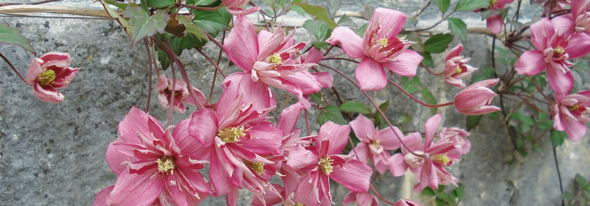 Clematite trepadeira vigorosa: as 10 melhores variedades