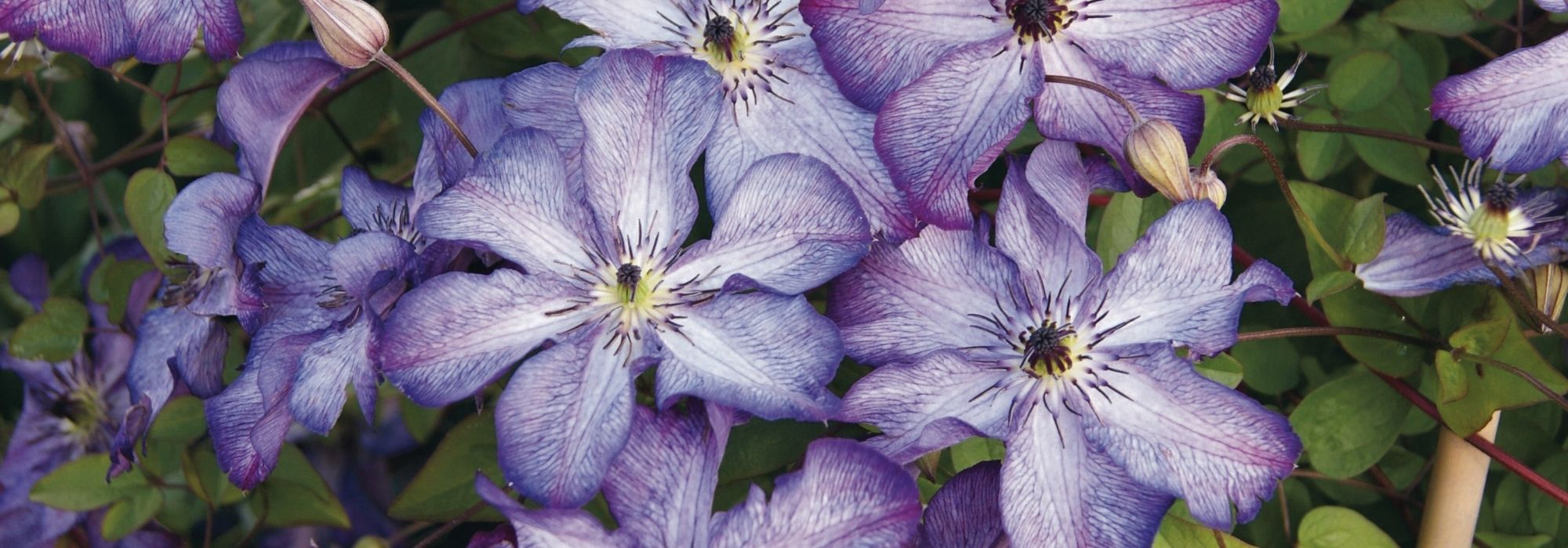 7 clematites de grandes flores violetas para plantar no jardim!
